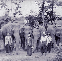 Elefantes de carga